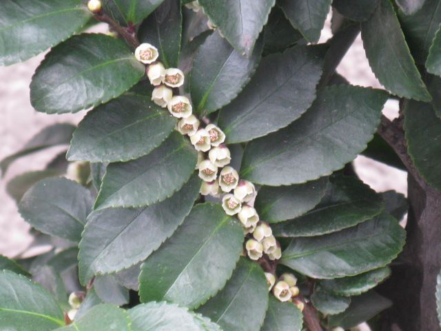 植物編のサカキ科のヒサカキ（野茶）