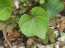 植物編のスミレ科のアカフタチツボスミレ（赤斑立坪菫）