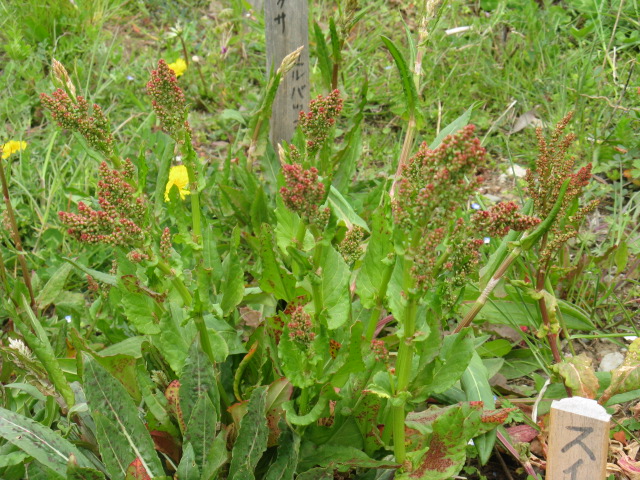 植物編のタデ科のスイバ（酢葉）