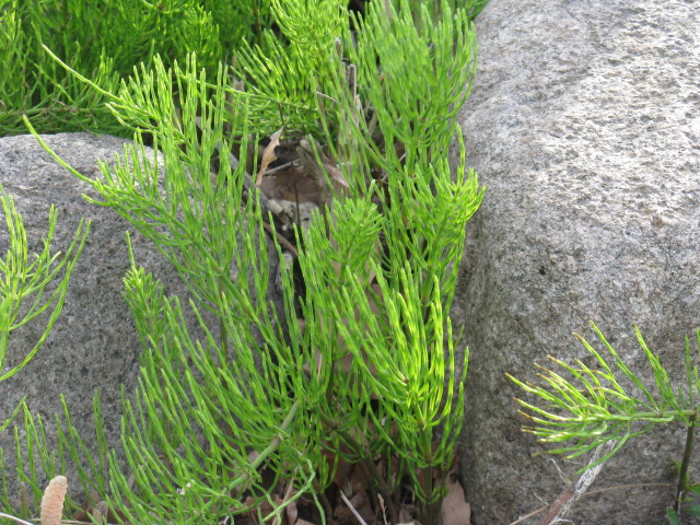 植物編のトクサ科のスギナ