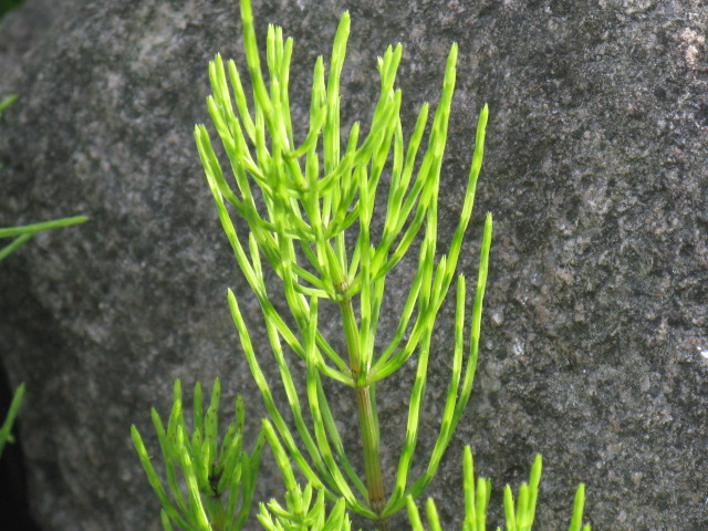 植物編のトクサ科のスギナ