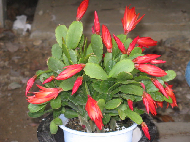 植物編のサボテン科のカニバサボテン