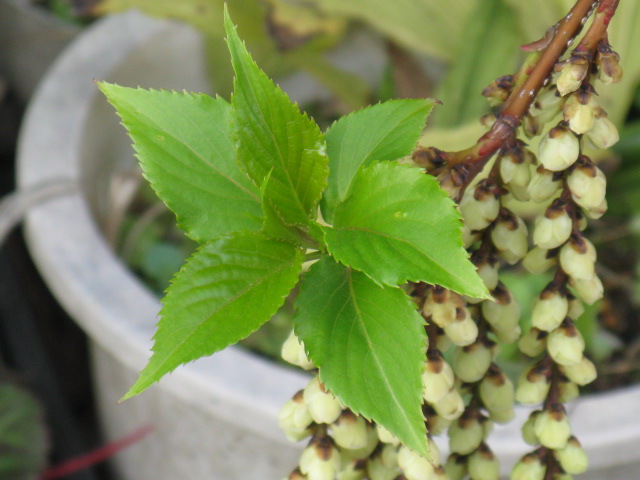 植物編のキブシ科のキブシ（木五倍子）