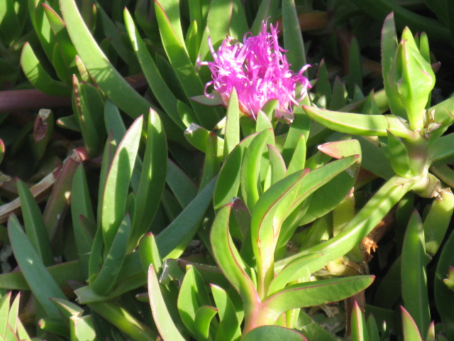 植物編のツルナ科のカルポブローツス・キレンシス（カルポブローツス・キレンシス）