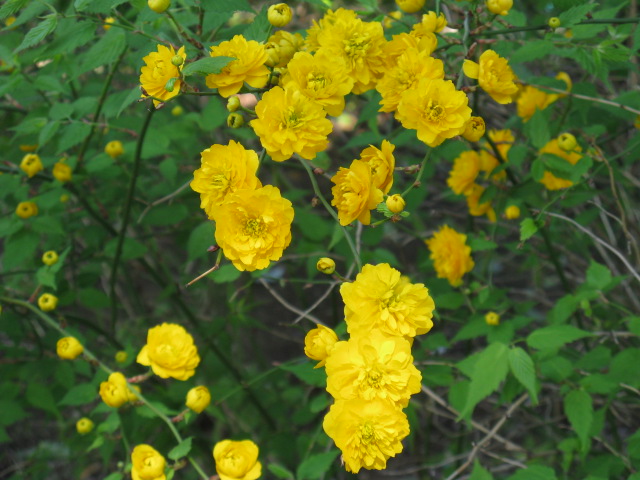植物編のバラ科のヤエヤマブキ（八重山吹）