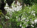 植物編のバラ科のニワザクラ（庭桜）