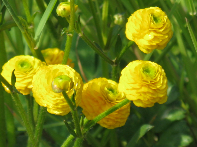 植物編のキンポウゲ科のヤエキンポウゲ