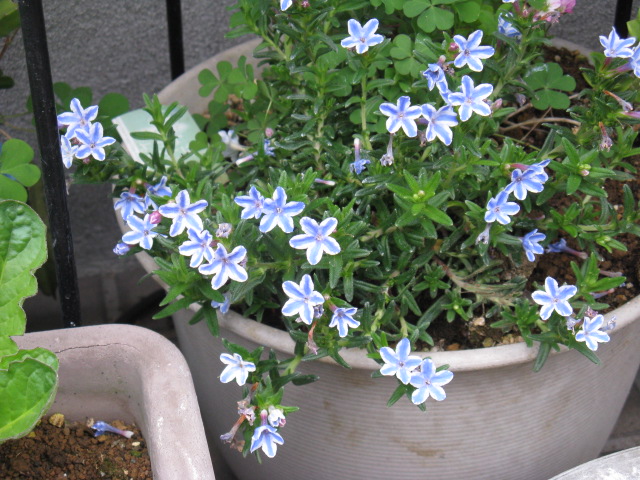 植物編のムラサキ科のミヤマホタルカズラ