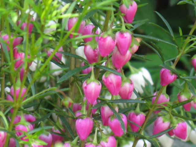 植物編のミカン科のボロニア ヘテロフィラ