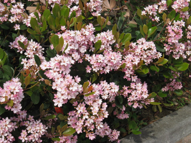 植物編のバラ科のベニバナシャリンバイ(紅花車輪梅)