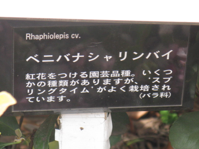 植物編のバラ科のベニバナシャリンバイ（紅花車輪梅）