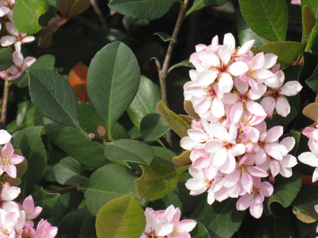 植物編のバラ科のベニバナシャリンバイ(紅花車輪梅)