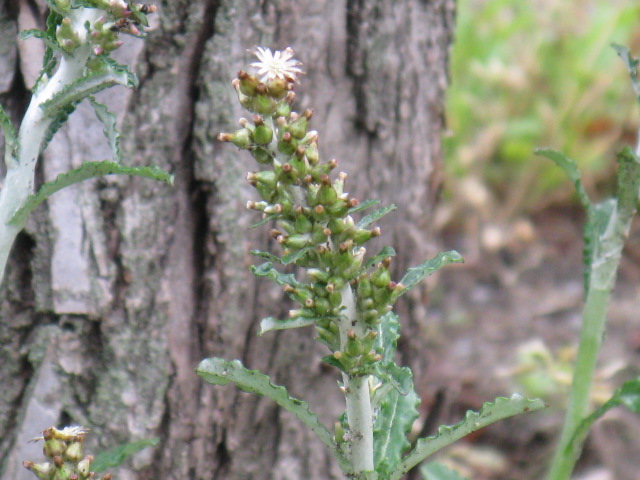 植物編のキク科のウラジロチチコグサ（裏白父子草）
