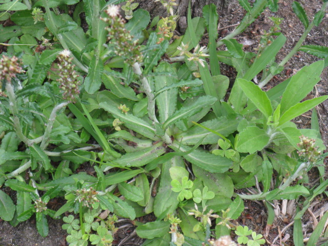 植物編のキク科のウラジロチチコグサ（裏白父子草）