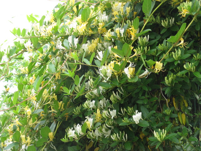 植物編のスイカズラ科のスイカズラ