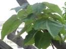 植物編のゴマノハグサ科のキリ（桐）