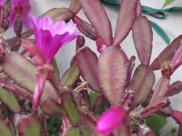 植物編のサボテン科のカニバサボテン