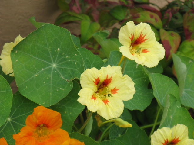 植物編のノウゼンハレン科のキンレンカ（金蓮花）