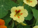 植物編のノウゼンハレン科のキンレンカ（金蓮花）
