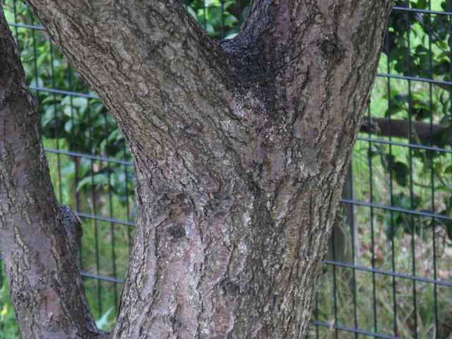 植物編のバラ科のアンズ（杏）