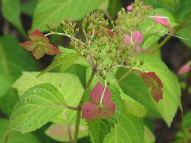 植物編のアジサイ科のアマチャ