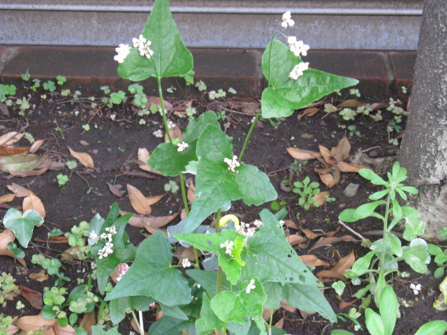 植物編のタデ科のソバ