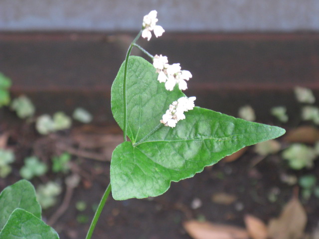 植物編のタデ科のソバ