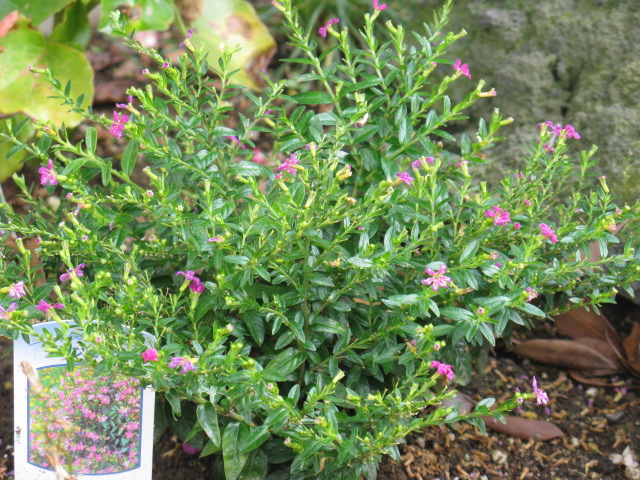 植物編のミソハギ科のクフェア（クフェア）