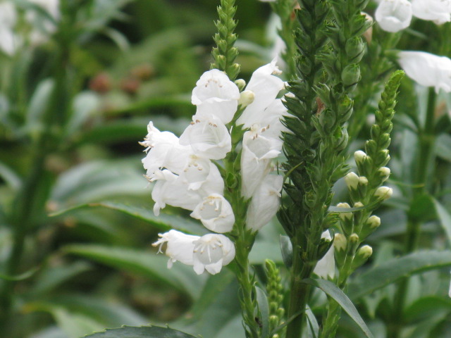 植物編のシソ科のハナトラノオ