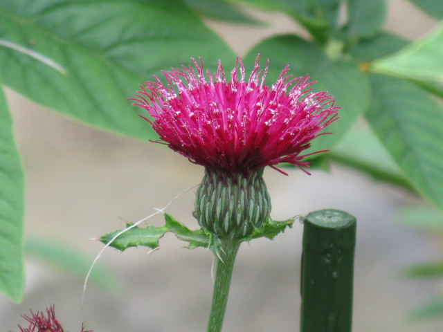 植物編のキク科のドイツアザミ
