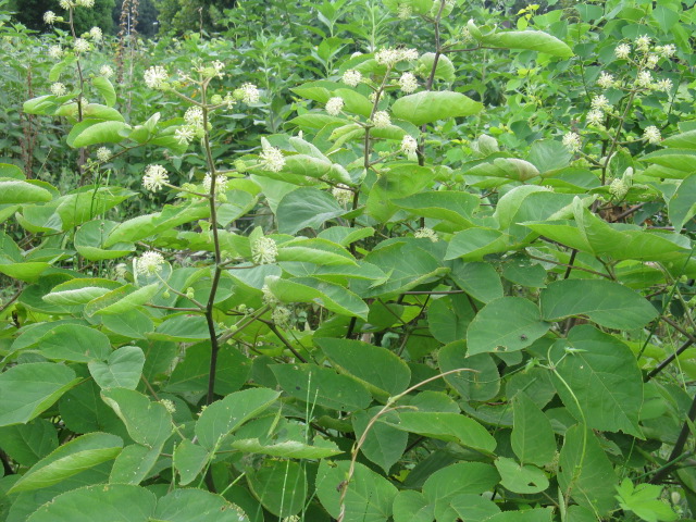 植物編のウコギ科のウド