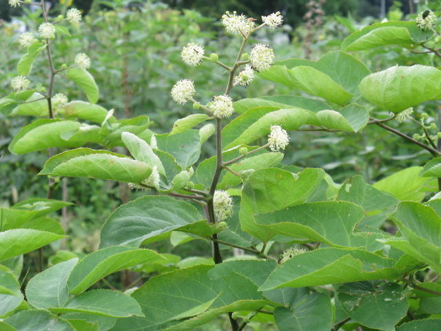 植物編のウコギ科のウド