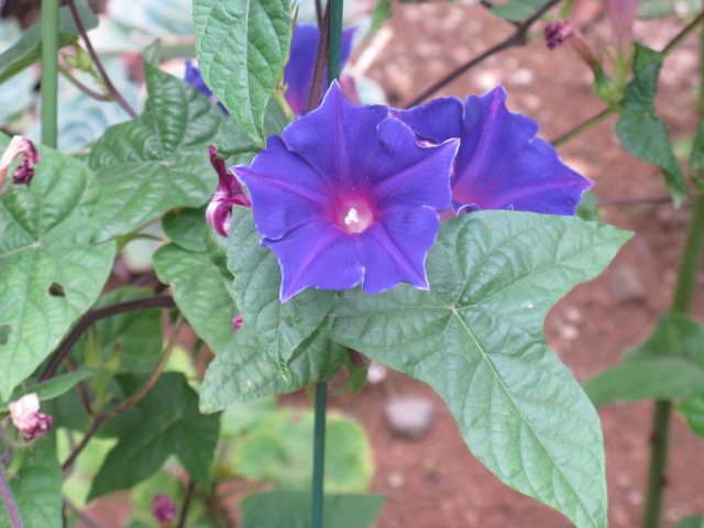 植物編のヒルガオ科のキキョウザキアサガオ