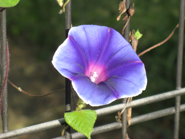 植物編のヒルガオ科のアサガオ（朝顔）