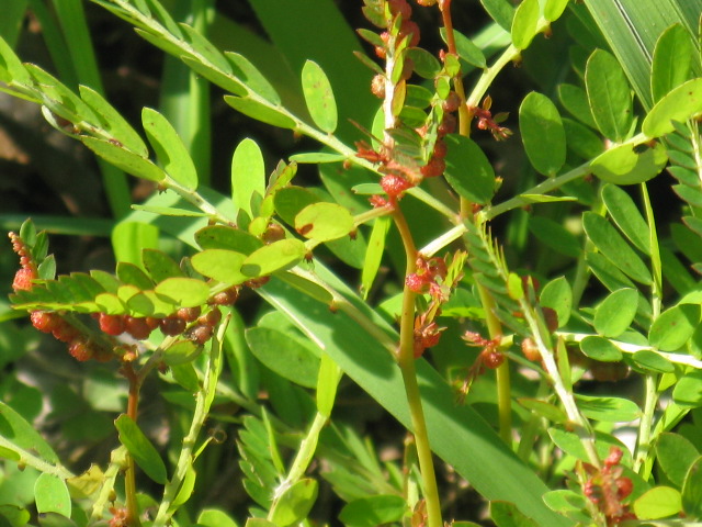 植物編のトウダイグサ科のコミカンソウ（小蜜柑草）