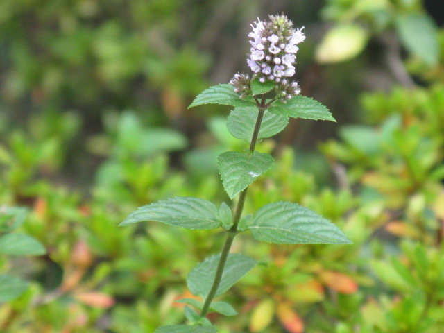 植物編のシソ科のブラックペパーミント
