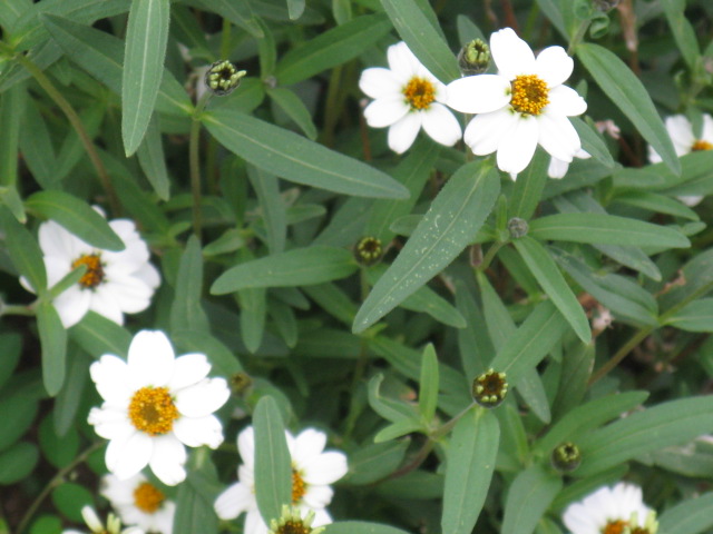 植物編のキク科のジニア リネアリス