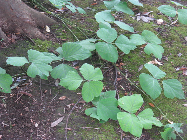 植物編のマメ科のクズ