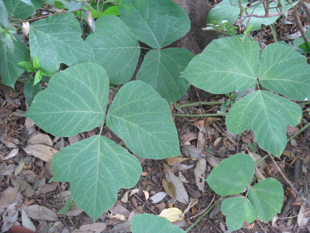 植物編のマメ科のクズ