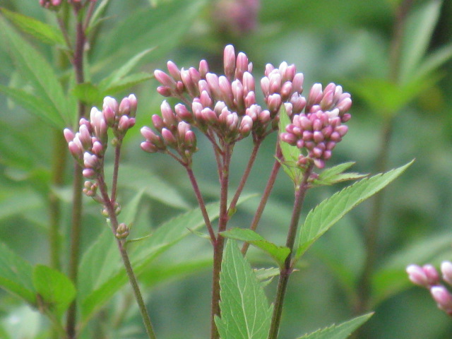 植物編のキク科のフジバカマ（藤袴）