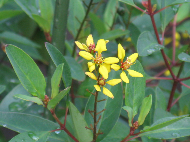 植物編のキントラノオ科のキントラノオ（金虎の尾）