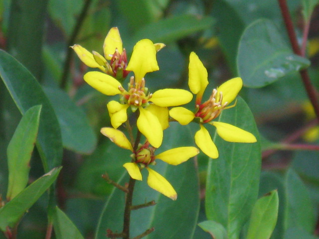 植物編のキントラノオ科のキントラノオ（金虎の尾）