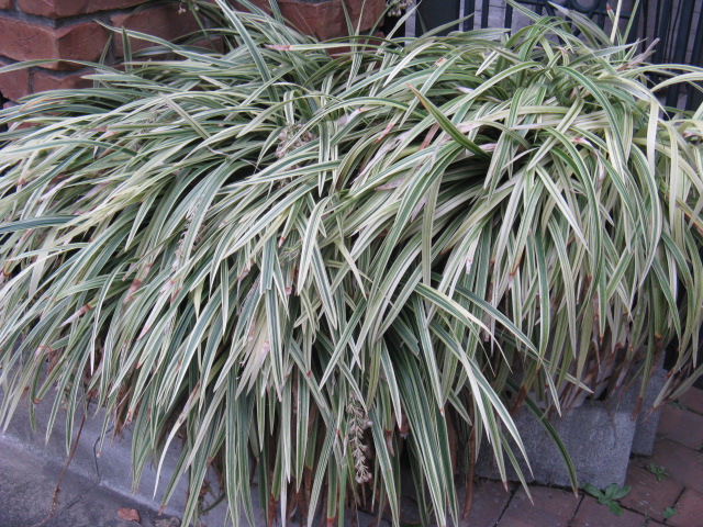 植物編のユリ科のノシラン