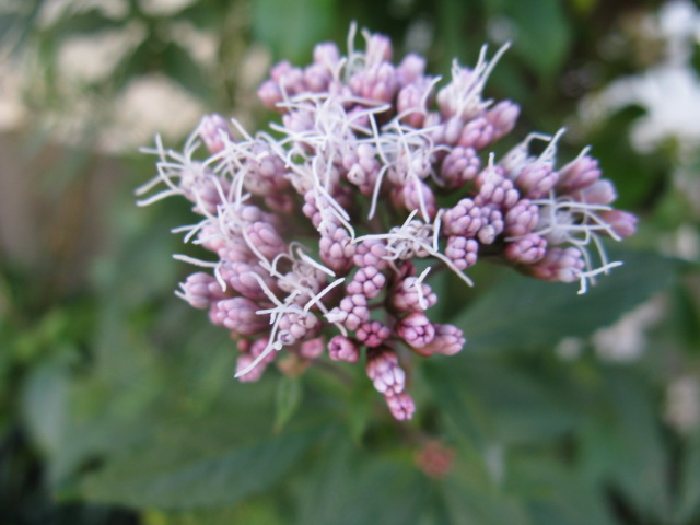 植物編のキク科のフジバカマ（藤袴）
