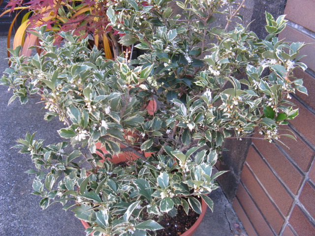 植物編のモクセイ科のフイリヒイラギ