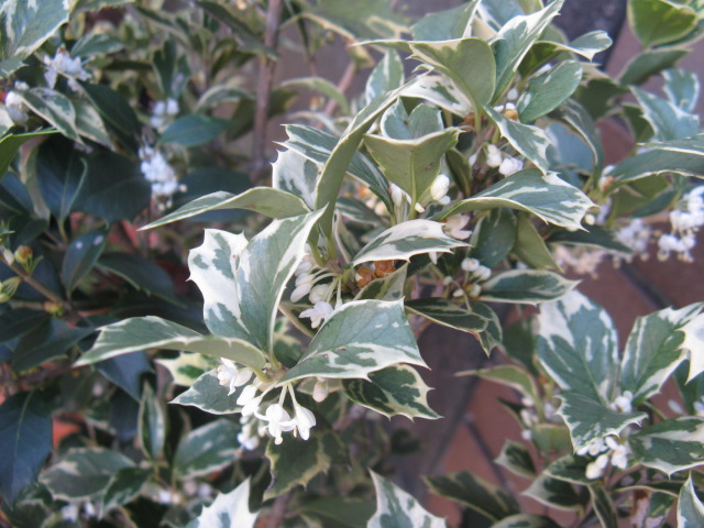 植物編のモクセイ科のフイリヒイラギ