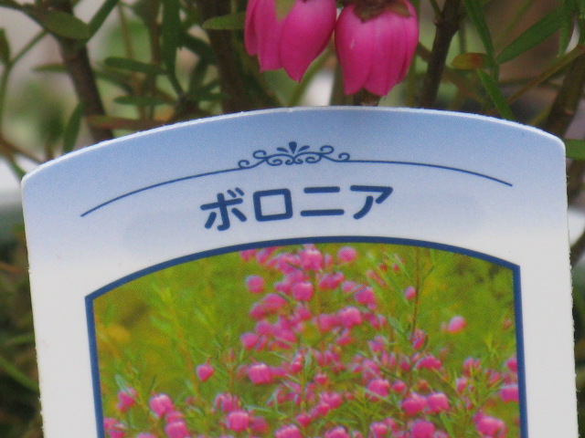植物編のミカン科のボロニア ヘテロフィラ