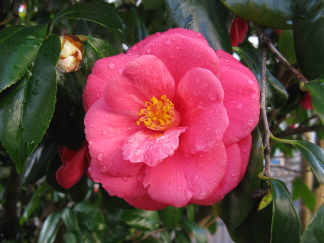 植物編のツバキ科のツバキ（赤）（椿（赤））