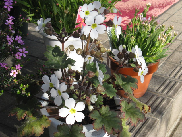 植物編のサクラソウ科のプリムラ シネンシス