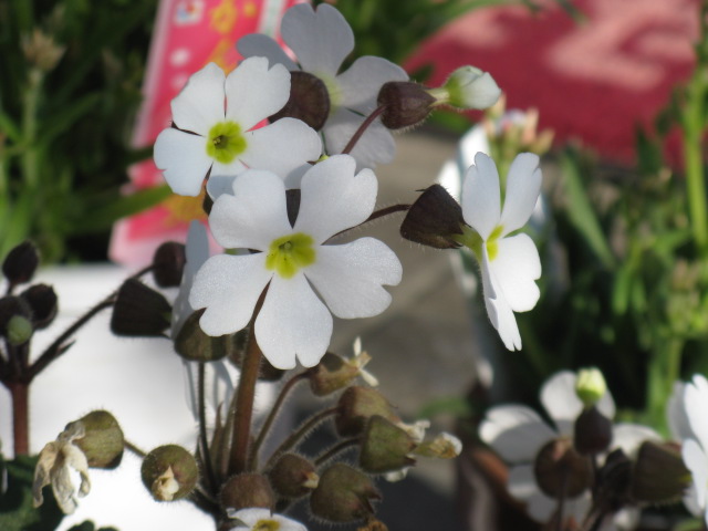 植物編のサクラソウ科のプリムラ シネンシス